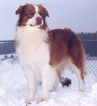 a well breed Australian Shepherd dog